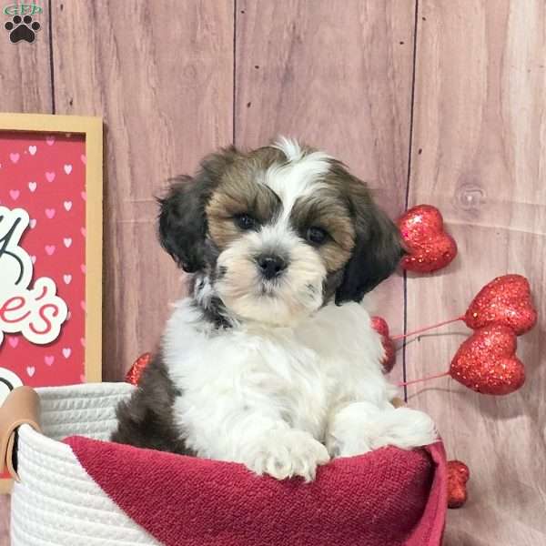 Mars, Teddy Bear Puppy