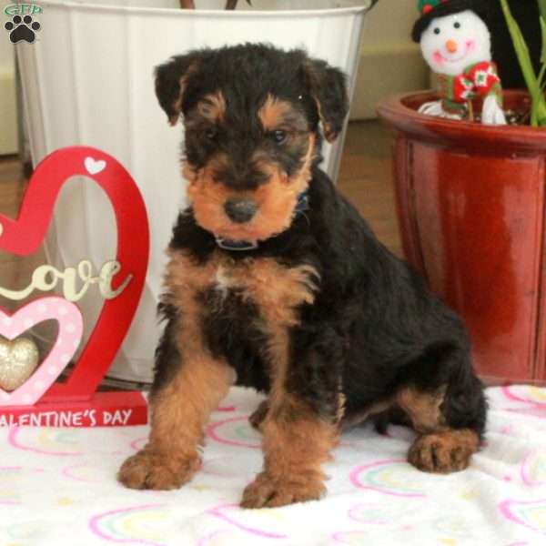 Mars, Airedale Terrier Puppy