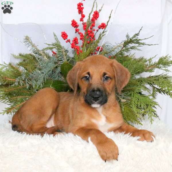 Mars, Boxer Mix Puppy