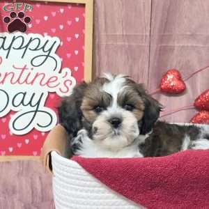 Mars, Teddy Bear Puppy