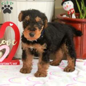 Mars, Airedale Terrier Puppy