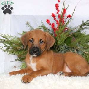 Mars, Boxer Mix Puppy