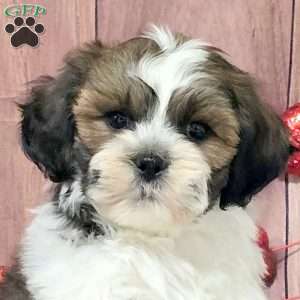 Mars, Teddy Bear Puppy