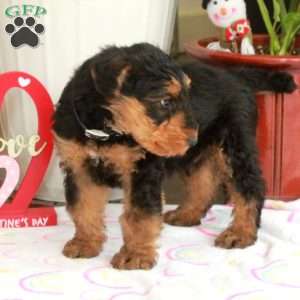 Mars, Airedale Terrier Puppy