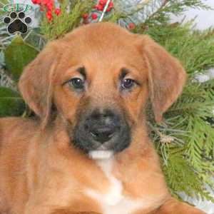 Mars, Boxer Mix Puppy