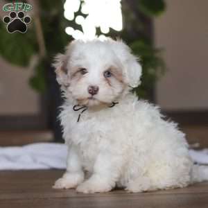 Marshall, Havapoo Puppy