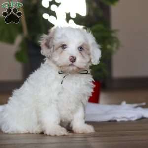 Marshall, Havapoo Puppy