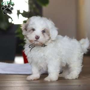 Marshall, Havapoo Puppy