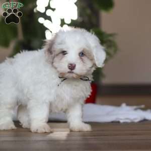 Marshall, Havapoo Puppy