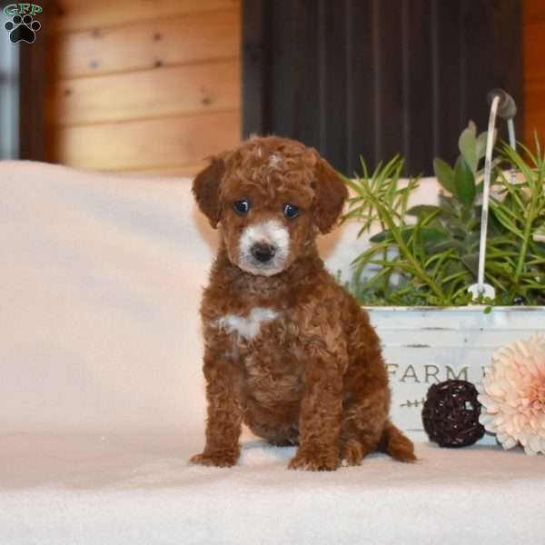 Marshall, Mini Goldendoodle Puppy