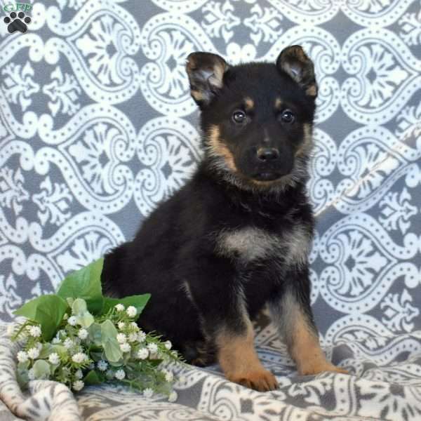 Marshall, German Shepherd Puppy