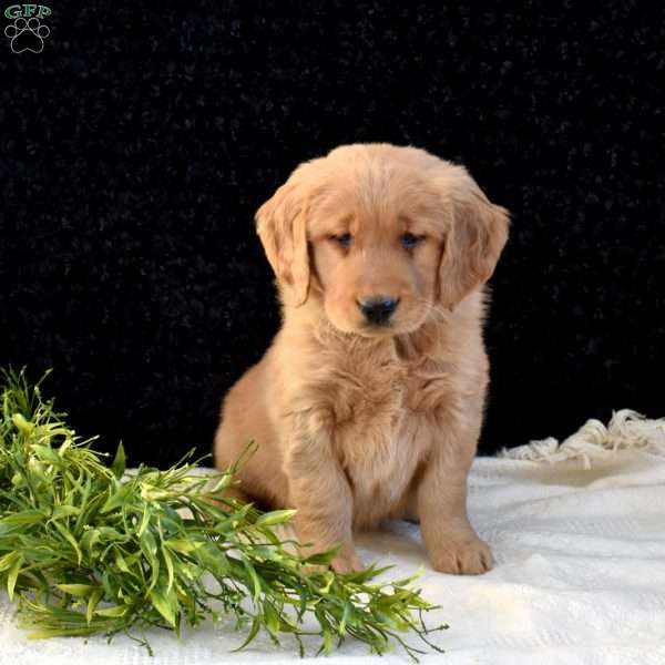 Marshall, Golden Retriever Puppy