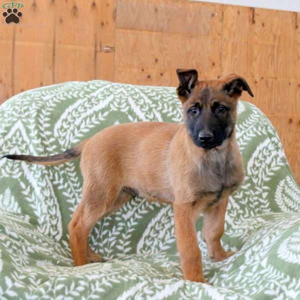 Marshall, Belgian Malinois Puppy