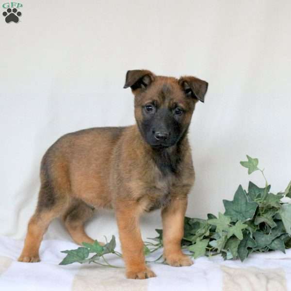 Marshall, Belgian Malinois Puppy