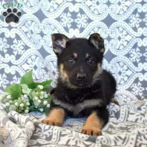 Marshall, German Shepherd Puppy