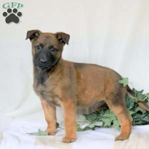 Marshall, Belgian Malinois Puppy