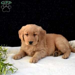 Marshall, Golden Retriever Puppy