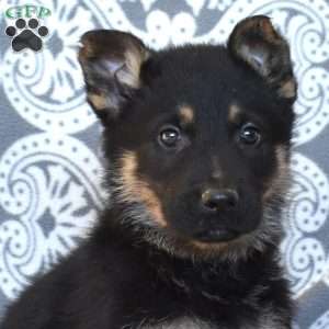 Marshall, German Shepherd Puppy