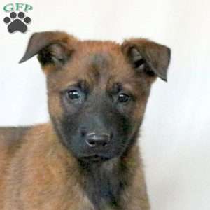 Marshall, Belgian Malinois Puppy