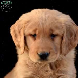 Marshall, Golden Retriever Puppy