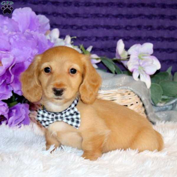 Marshall – Mini, Dachshund Puppy