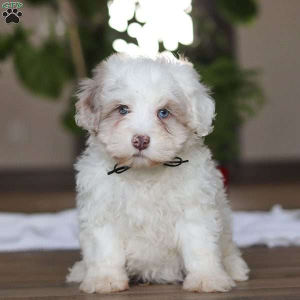 Marshall, Havapoo Puppy