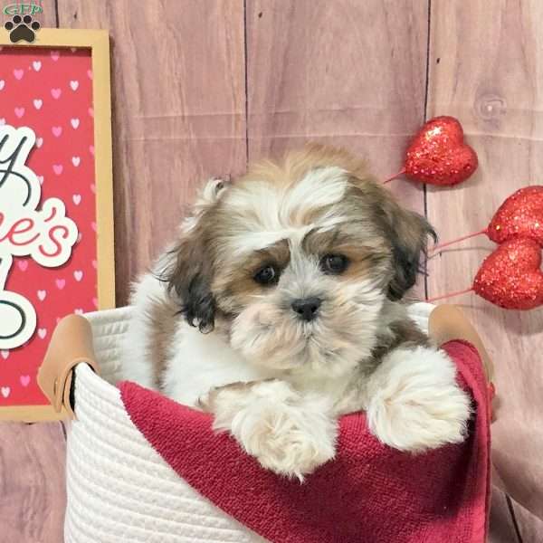 Marshmellow, Teddy Bear Puppy