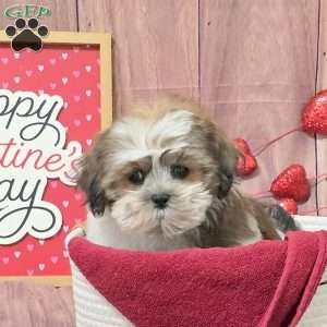 Marshmellow, Teddy Bear Puppy