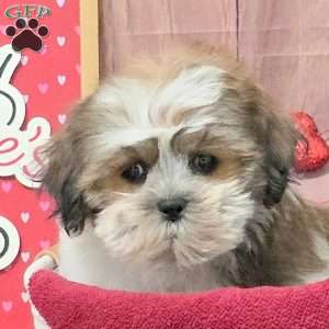 Marshmellow, Teddy Bear Puppy