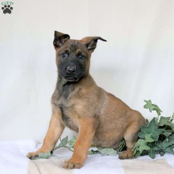 Martin, Belgian Malinois Puppy