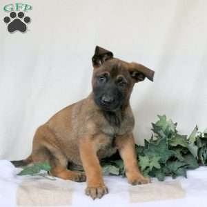 Martin, Belgian Malinois Puppy