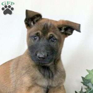 Martin, Belgian Malinois Puppy