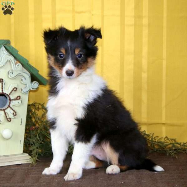 Martin, Sheltie Puppy