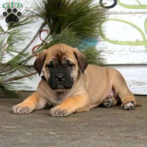 Martin, English Mastiff Puppy