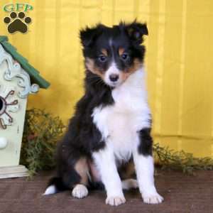 Martin, Sheltie Puppy