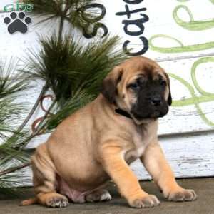 Martin, English Mastiff Puppy