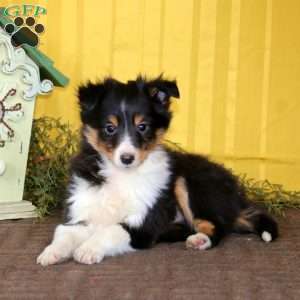 Martin, Sheltie Puppy