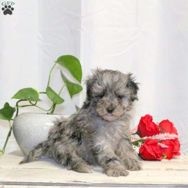 Mason, Toy Poodle Puppy