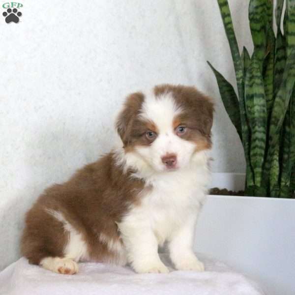 Mason, Miniature Australian Shepherd Puppy