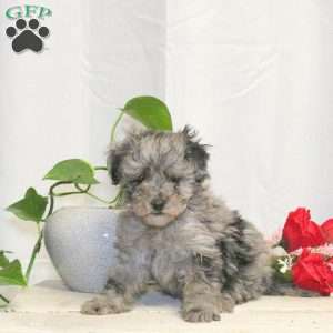 Mason, Toy Poodle Puppy