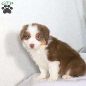 Mason, Miniature Australian Shepherd Puppy