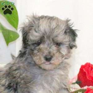 Mason, Toy Poodle Puppy