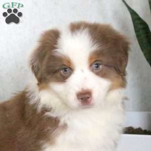 Mason, Miniature Australian Shepherd Puppy