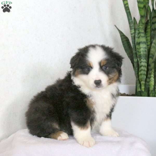Matt, Miniature Australian Shepherd Puppy