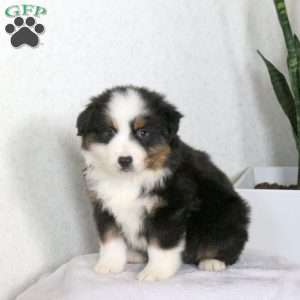 Matt, Miniature Australian Shepherd Puppy