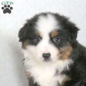 Matt, Miniature Australian Shepherd Puppy