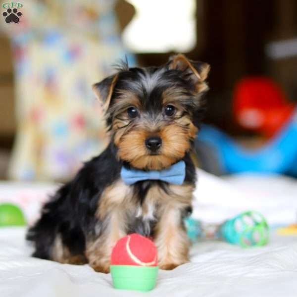 Maverick, Yorkie Puppy