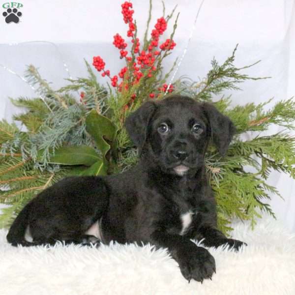 Maverick, Boxer Mix Puppy