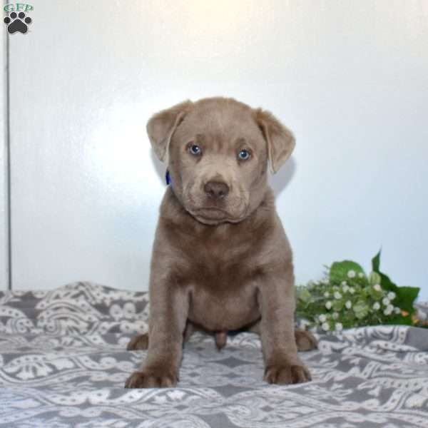 Maverick, Silver Labrador Retriever Puppy