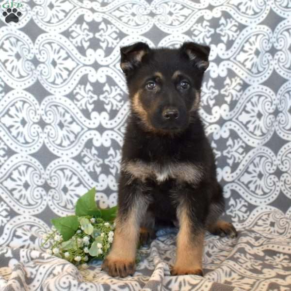Maverick, German Shepherd Puppy